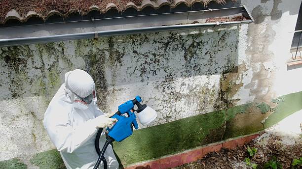 Top rated local Mold Remediation specialists in Tarpon Springs, FL
